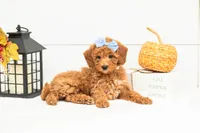 Glow - Mini, a female Goldendoodle for sale in Goshen, IN – 5 of 9
