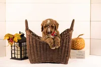 Alps - Medium, a male Goldendoodle for sale in Goshen, IN – 3 of 5