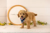 Ezra - Medium, a male Goldendoodle for sale in Goshen, IN – 2 of 9