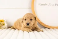 Gandalf - Medium, a male Goldendoodle for sale in Goshen, IN – Photo 2 of 3