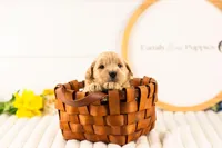 Gandalf - Medium, a male Goldendoodle for sale in Goshen, IN – Photo 3 of 3