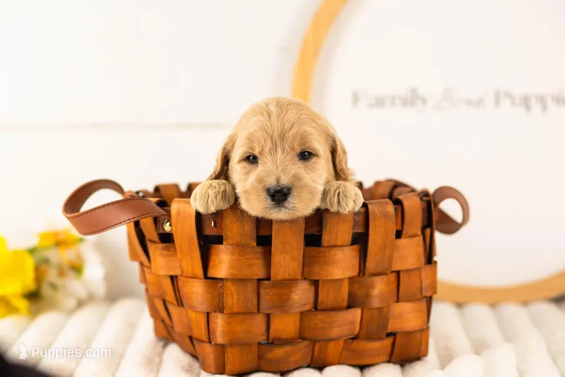 Gandalf - Medium – Goldendoodle puppy for sale in Goshen, IN