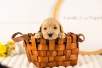 Gandalf - Medium, a male Goldendoodle for sale in Goshen, IN – Photo 1 of 3
