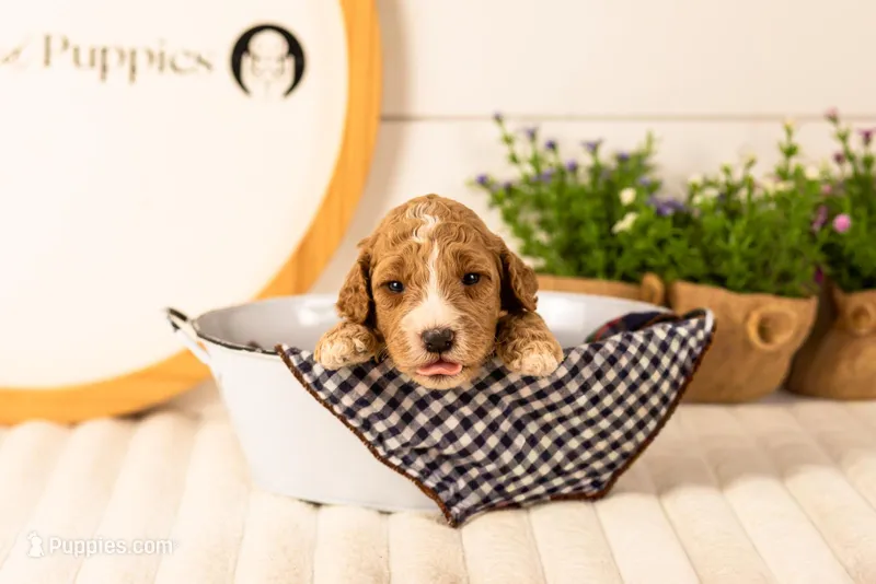 Lola - Medium – Goldendoodle puppy for sale in Goshen, IN