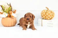 Andre - Mini, a male Goldendoodle for sale in Goshen, IN – 2 of 3
