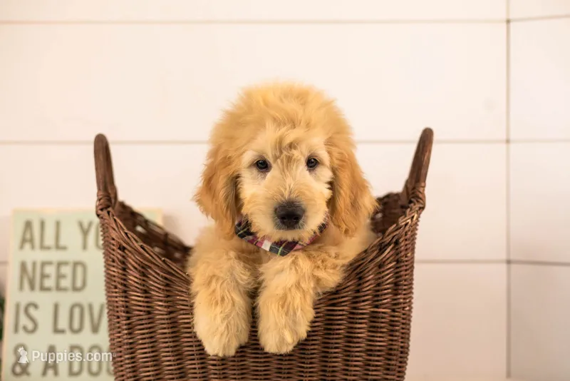 Emry - Medium – Goldendoodle puppy for sale in Goshen, IN