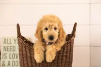 Emry - Medium, a male Goldendoodle for sale in Goshen, IN – 1 of 10