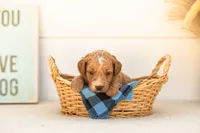 Katiedid - Mini, a female Goldendoodle for sale in Goshen, IN – 2 of 4