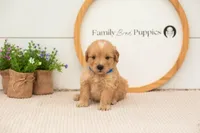 Ezra - Medium, a male Goldendoodle for sale in Goshen, IN – 5 of 9