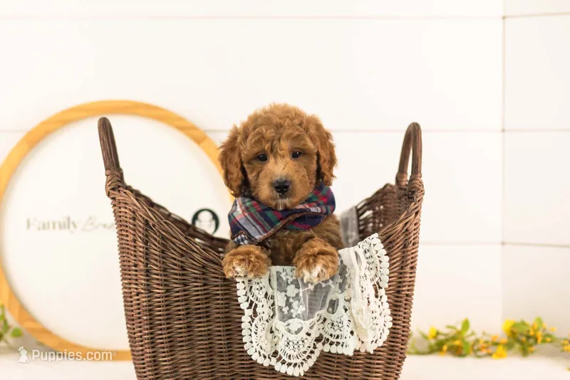 Levi - Medium – Goldendoodle puppy for sale in Goshen, IN