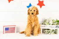 Barbara - Micro, a female Goldendoodle for sale in Goshen, IN – 1 of 10