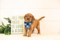 Cooper - Medium, a male Goldendoodle for sale in Goshen, IN – 2 of 3
