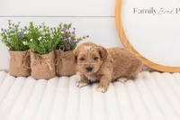 Mason - Mini, a male Miniature Goldendoodle for sale in Goshen, IN – 2 of 4