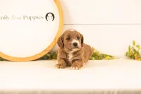 Opal - Medium, a female Goldendoodle for sale in Goshen, IN – 2 of 4