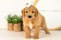 Marty -  Medium, a female Goldendoodle for sale in Goshen, IN – 5 of 10