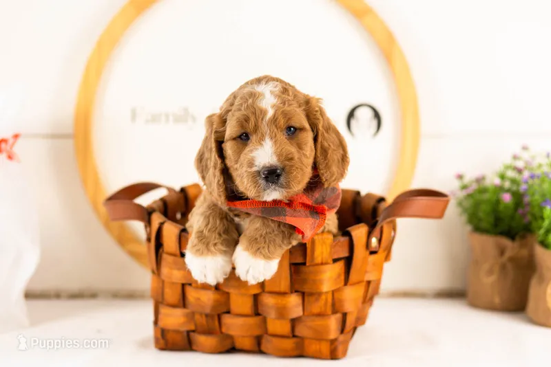 Colby - Micro – Goldendoodle puppy for sale in Goshen, IN