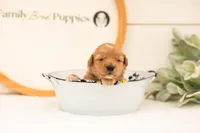 Emilia - Medium, a female Goldendoodle for sale in Goshen, IN – 5 of 6
