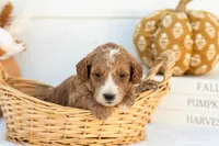 Amos - Mini, a male Goldendoodle for sale in Goshen, IN – 1 of 4
