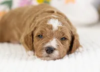 Forest - Mini, a male English Goldendoodle for sale in Goshen, IN – Photo 4 of 4