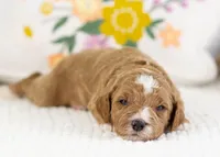 Forest - Mini, a male English Goldendoodle for sale in Goshen, IN – Photo 1 of 4