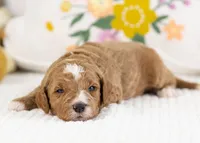 Forest - Mini, a male English Goldendoodle for sale in Goshen, IN – Photo 3 of 4