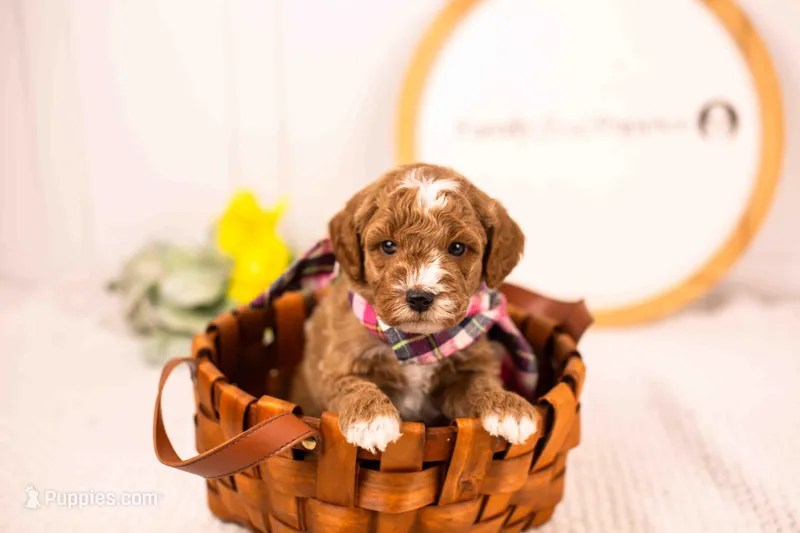 Forest - Mini – English Goldendoodle puppy for sale in Goshen, IN