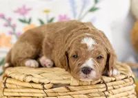 Forest - Mini, a male English Goldendoodle for sale in Goshen, IN – Photo 2 of 4