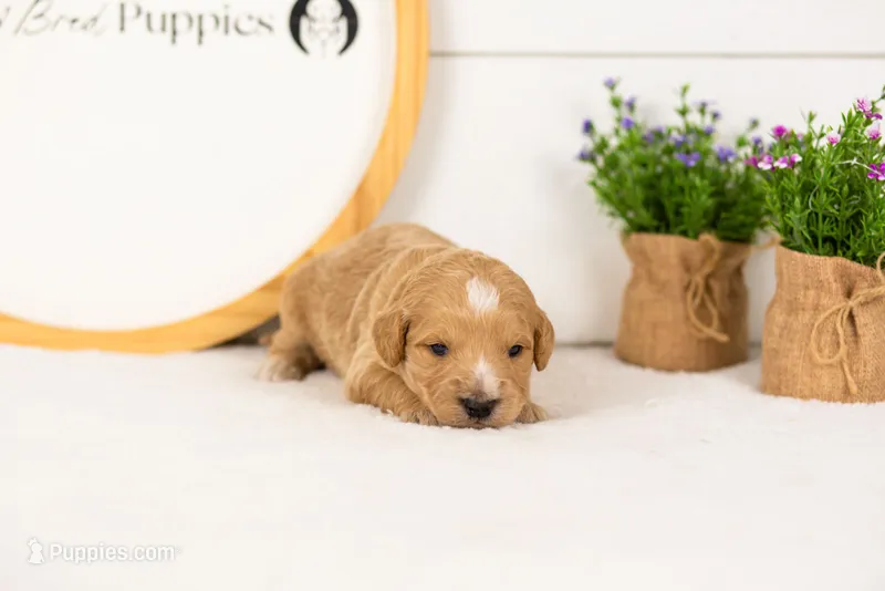 Sonny - Medium – Goldendoodle puppy for sale in Goshen, IN