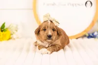 Lora - Medium, a female Goldendoodle for sale in Goshen, IN – Photo 3 of 3