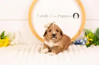 Lora - Medium, a female Goldendoodle for sale in Goshen, IN – Photo 2 of 3