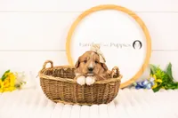 Lora - Medium, a female Goldendoodle for sale in Goshen, IN – Photo 1 of 3