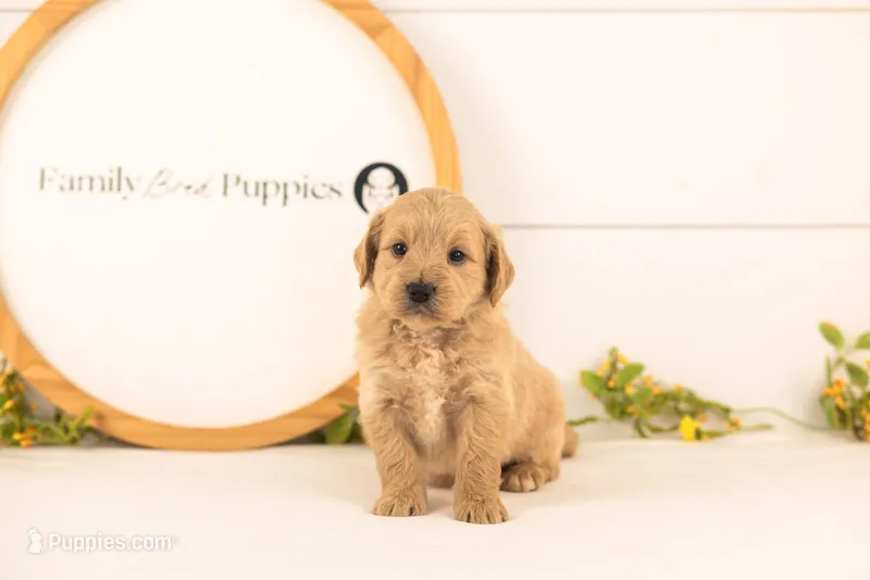 Debra - Medium – Goldendoodle puppy for sale in Goshen, IN