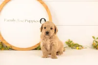 Debra - Medium, a female Goldendoodle for sale in Goshen, IN – 1 of 4
