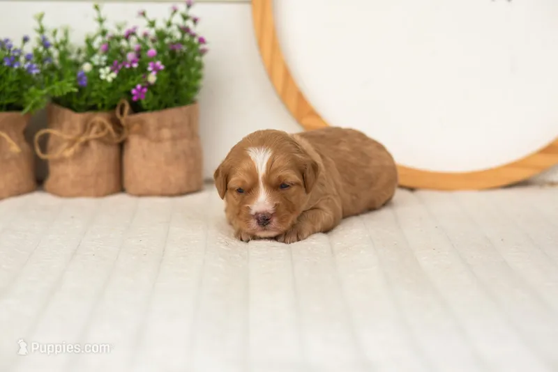 Glory - Mini – Miniature Goldendoodle puppy for sale in Goshen, IN
