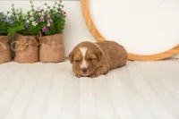 Glory - Mini, a female Miniature Goldendoodle for sale in Goshen, IN – 1 of 3