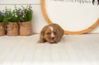 Glory - Mini, a female Miniature Goldendoodle for sale in Goshen, IN – 2 of 3