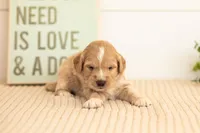 Ruby - Mini, a female Miniature Goldendoodle for sale in Goshen, IN – 2 of 5