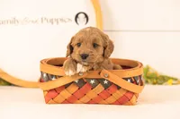Odessa - Medium, a female Goldendoodle for sale in Goshen, IN – 4 of 4