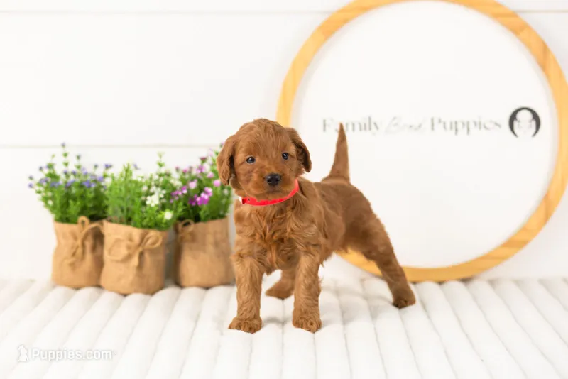 Lark - Medium – Goldendoodle puppy for sale in Goshen, IN