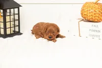 Stan - Micro, a male Goldendoodle for sale in Goshen, IN – 2 of 5
