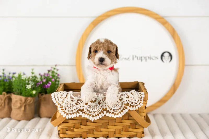 Luca - Medium – Goldendoodle puppy for sale in Goshen, IN