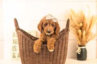 Ophelia - Medium, a female Goldendoodle for sale in Goshen, IN – 3 of 10