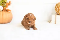 Nacho - Micro, a male Goldendoodle for sale in Goshen, IN – 2 of 4