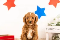 Rosalind - Mini, a female Miniature Goldendoodle for sale in Goshen, IN – 5 of 6
