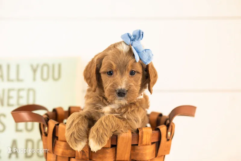 Veah - Medium – Goldendoodle puppy for sale in Goshen, IN