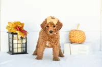 Ladybug - Mini, a female Goldendoodle for sale in Goshen, IN – 5 of 9