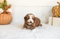 Newton - Micro, a male Goldendoodle for sale in Goshen, IN – 3 of 4