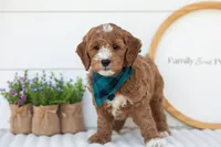 Gouda - Micro, a male Goldendoodle for sale in Goshen, IN – 2 of 10