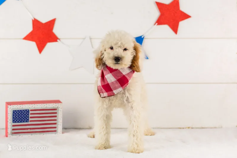 Bentley - Micro – Goldendoodle puppy for sale in Goshen, IN