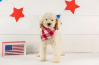 Bentley - Micro, a male Goldendoodle for sale in Goshen, IN – 1 of 10